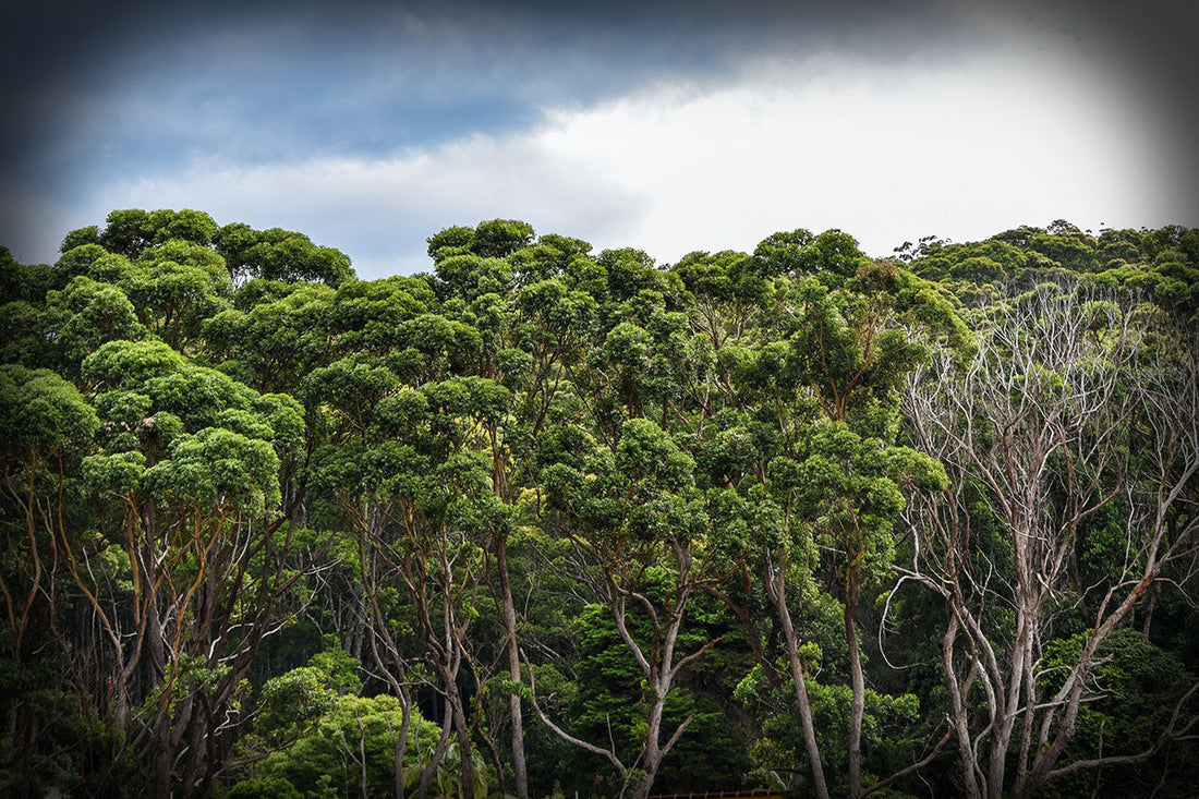 Why we love Tencel™